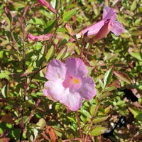 Incarvillea arguta 